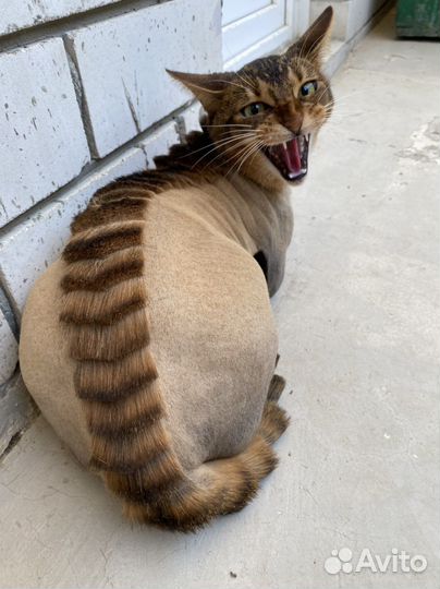 Стрижка кошек без наркоза стаж 8 лет