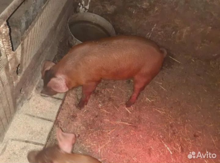 Продам поросят