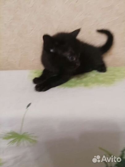 Малыши, 2 мес. Черные. Отдаю в добрые руки