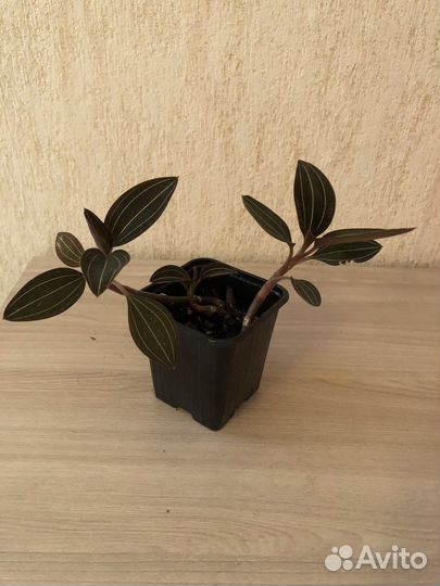 Орхидея лудизия