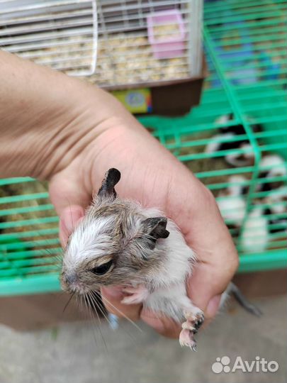 Морские свинки джунгарики сирийцы Дамбо и Дэгу