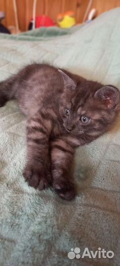 Кошка в дар