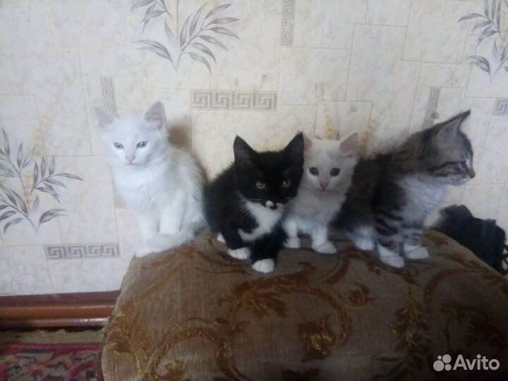 Котята в добрые руки