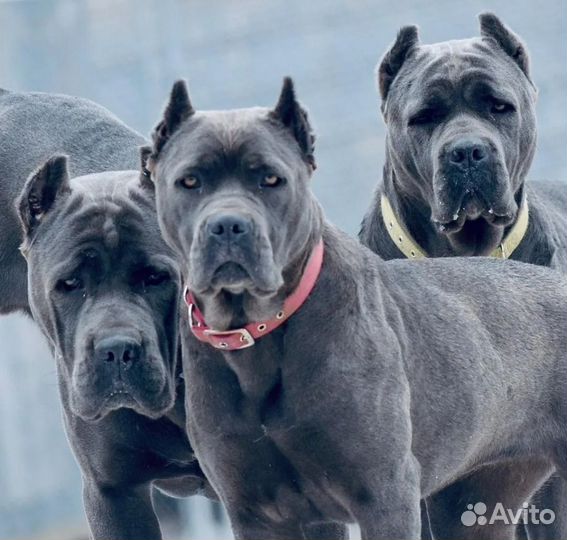 Кане корсо вязка