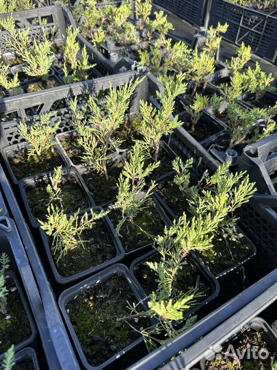 Можжевельник казацкий