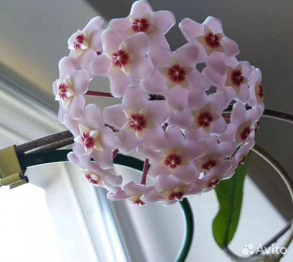 Хойя (восковой плющ)