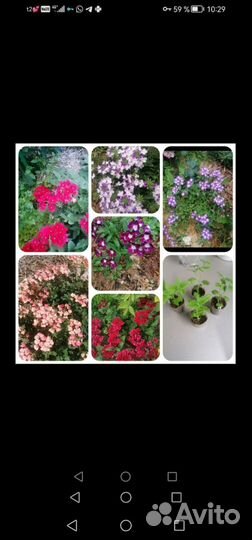 Вегетативная ампельная вербена