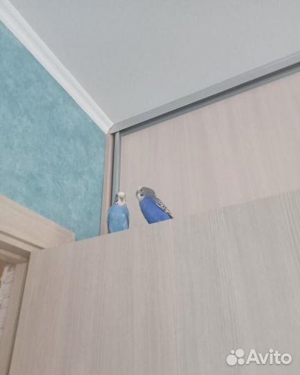 Волнистый попугай