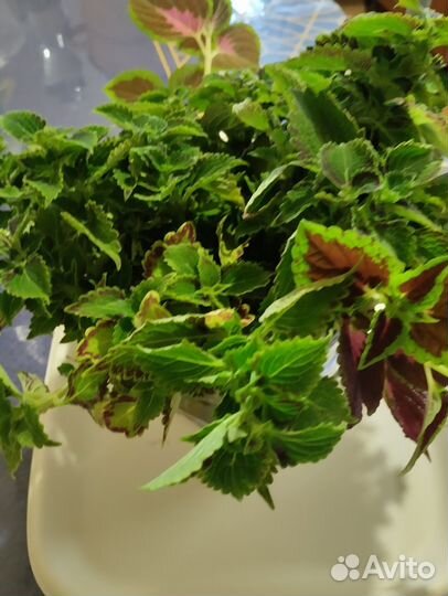 Колеус,черенки