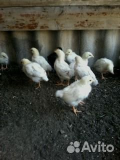 Цыплята подрощенные