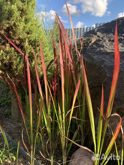 Саженцы многолетних цветов