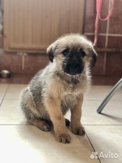 Щенок бордер терьер