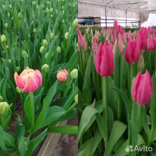 Тюльпаны к 8 марта букеты розница для жен