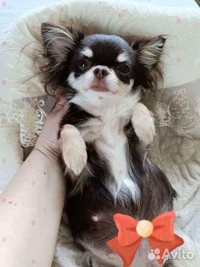 Щенки чихуахуа РКФ