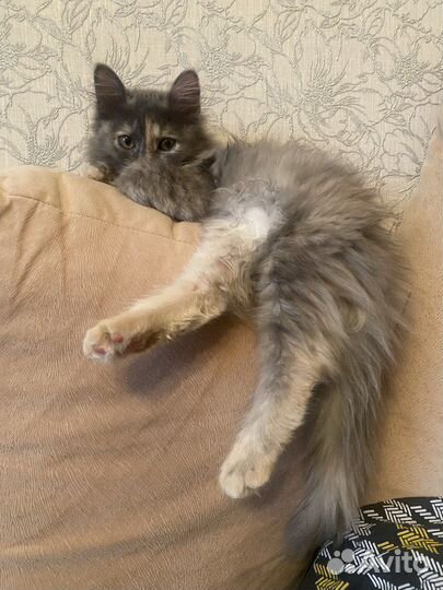 Котенок девочка 4 месяца