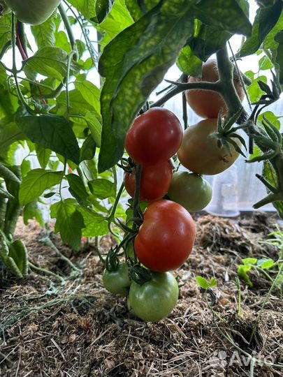 Огурцы домашние