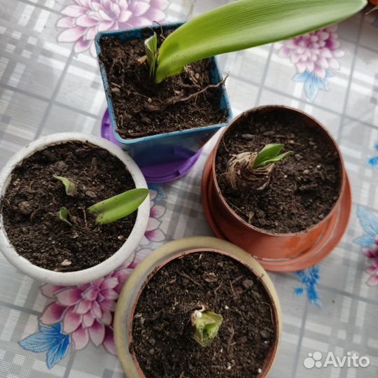 Комнатные цветы