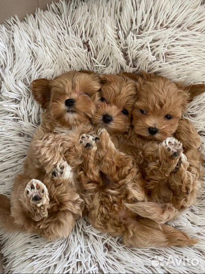 Мальтипу f1 мини и микро