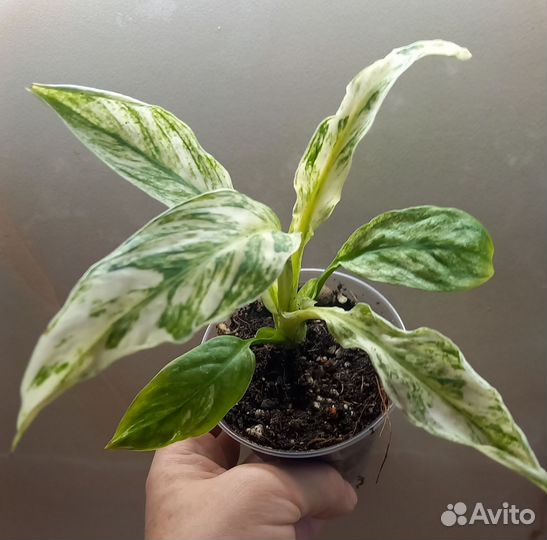 Спатифиллум Канифоль