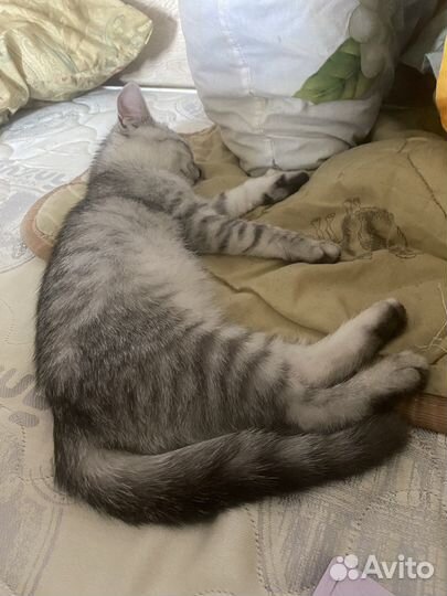 Британская кошка