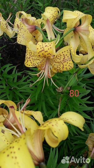 Лилия, луковицы