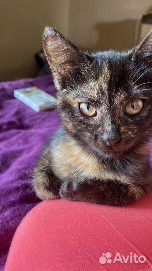 Котята из Соледара