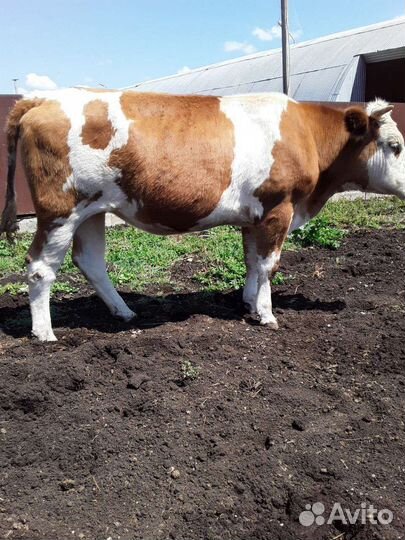 1) Бычок. 2) Стельная телка. 3) Дойная корова
