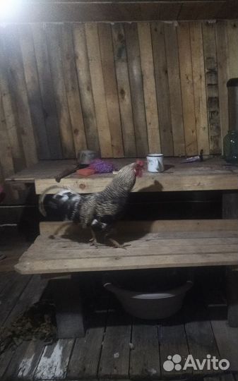 Петух