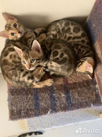 Бенгальская