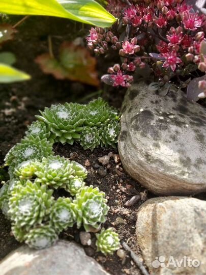 Молодило - каменная роза (3 сорта)