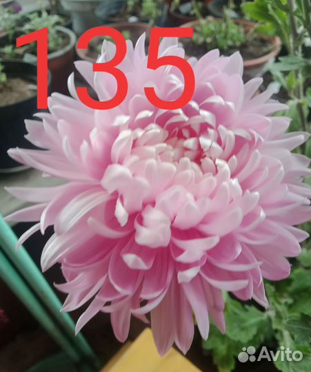 Заказ черенков хризантемы