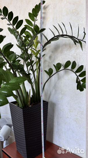 Замиокулькас