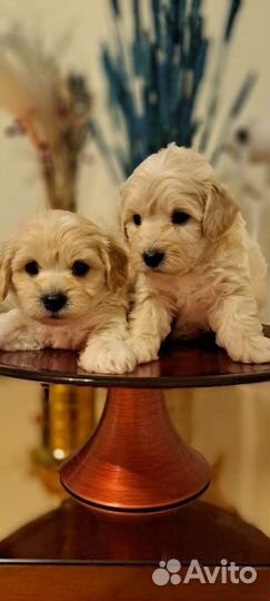 Мальтипу ф 1