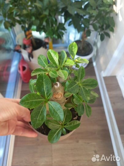 Адениум арабикум