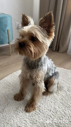 Йоркширский терьер вязка мальчик