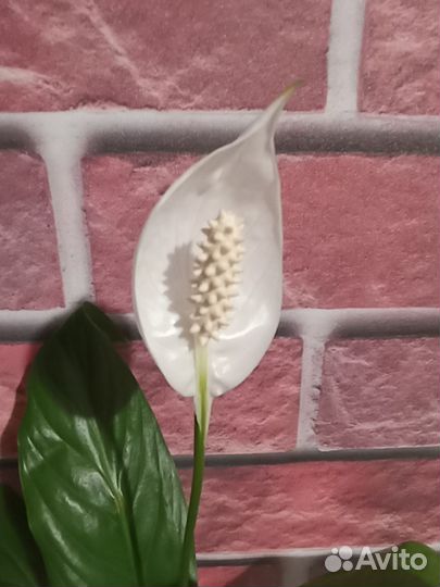 Спатифиллум Беллини