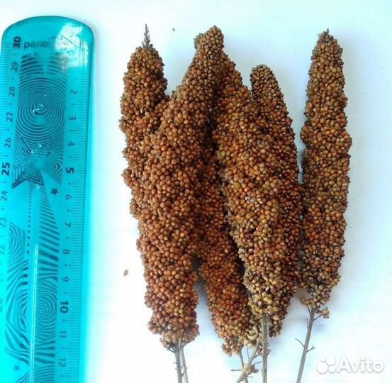 Для птиц аксессуары Жердочки Чумиза