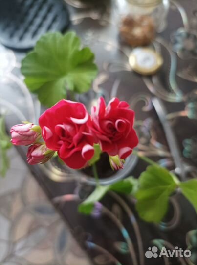 Пеларгония обычная и розебудная махровая