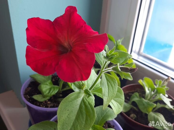 Петуния ампельная рассада