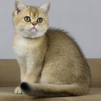 Британский короткошёрстный котёнок