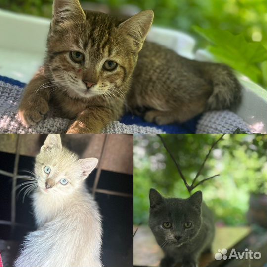 Котята в добрые руки