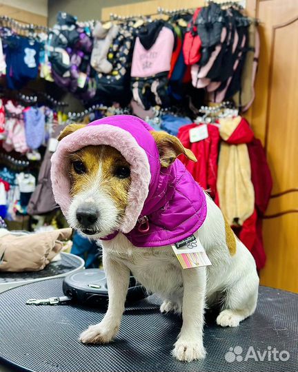 Зимние шапки для собак