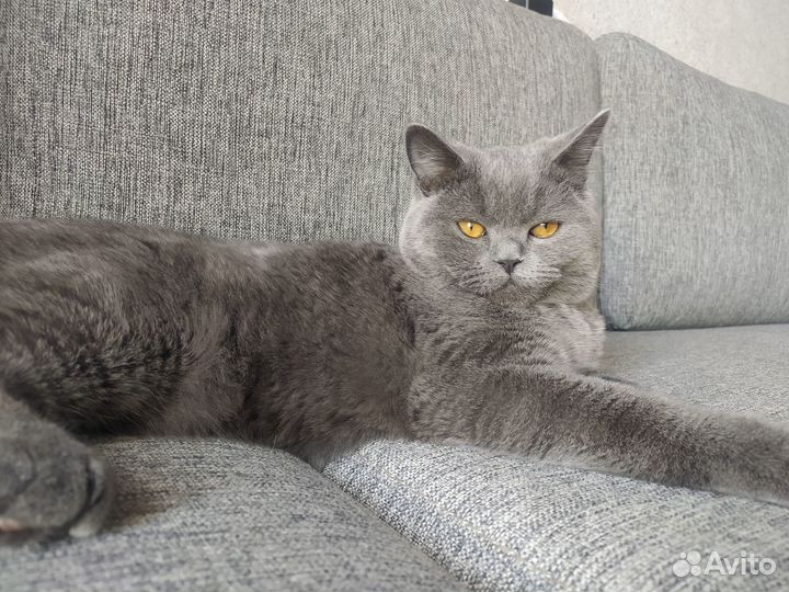 Британский кот вязка