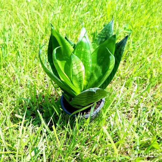 Сансевиерия ханни грин