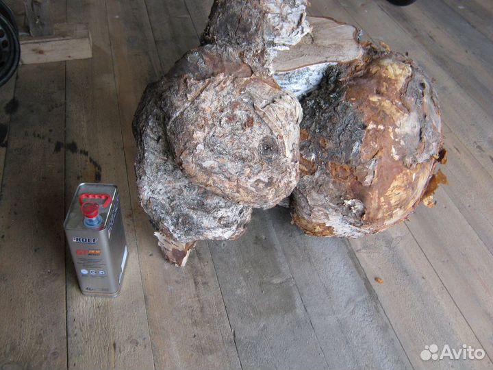 Кап (Сувель) Берёзовый