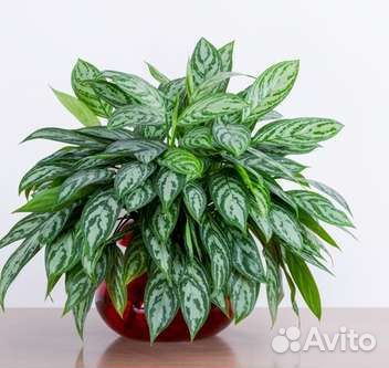 Комнатные цветы, разные в стаканах, продам и обмен