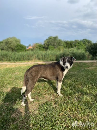 Собака в добрые руки