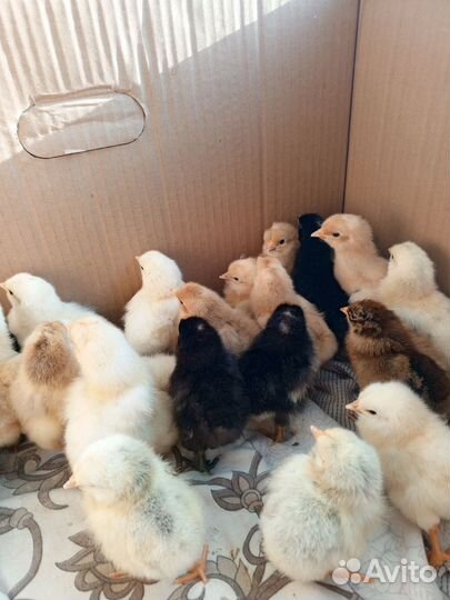 Цыплята несушки