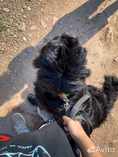 Выгул собак