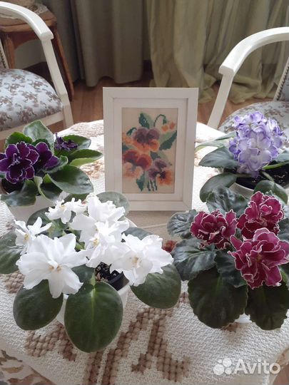 Фиалка в горшках